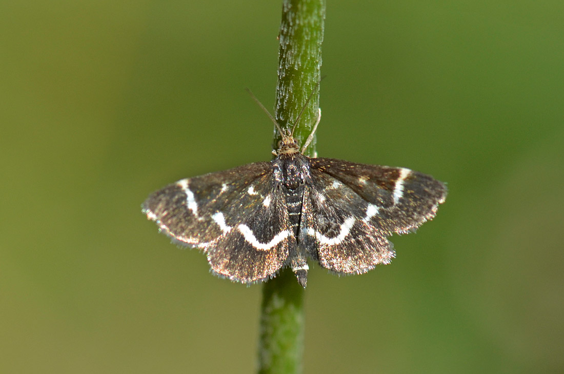 Aiuto identificazione - Pyrausta nigrata